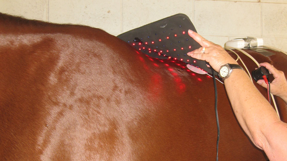Equisio