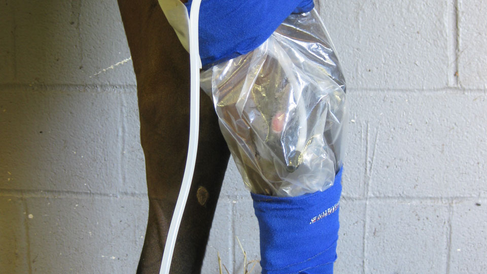 Equisio